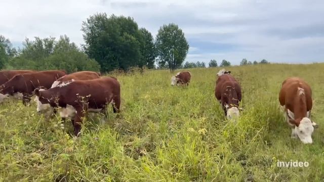 О содержании Герефордов и кормозаготовке #герефорд #cow #порода #ферма #корма #сено #трактор#мтз#кф
