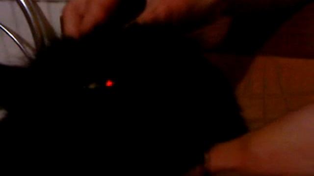 кашара №2 буйный кот смотреть онлайн