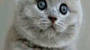 Мои заставки котят!!!.