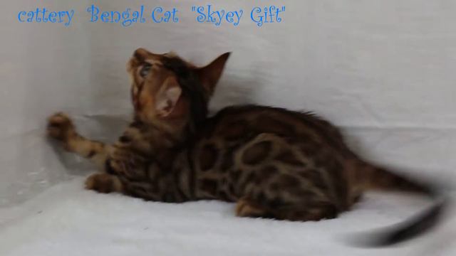 Купить бенгал. купить котенка.Buy a bengal, buy a kitten. Бенгал в семье, бенгал и дети, суперкот .