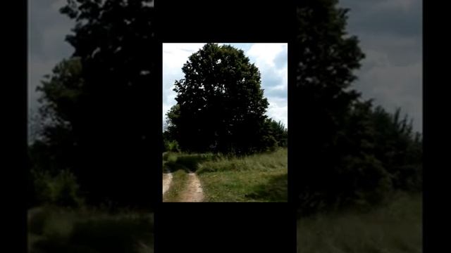 Звук природы. Раннее летнее утро в деревне (пение петухов и птиц)