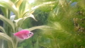 ТЕРНЕЦИЯ - УХОД, СОДЕРЖАНИЕ | АКВАРИУМНЫЕ РЫБЫ #3