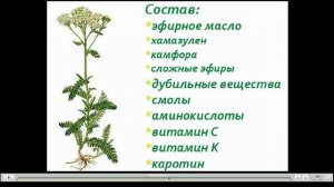 Тысячелистник Полезные свойства и противопоказания