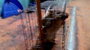 Крыса, пойманная в самодельную клетку-ловушку (caught a rat in a cage peeps)