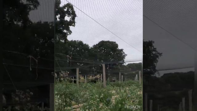 Сбор голубики, Англия смотреть онлайн