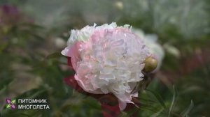 Питомник растений МногоЛета