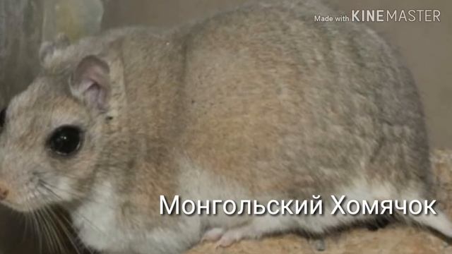 Некоторые породы хомячков???? смотреть онлайн