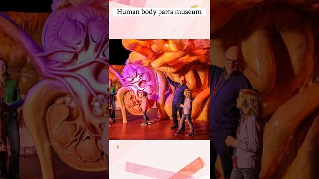 human biology museum |  human body parts museum | Corpus museum #facts #sravanvsk #shorts