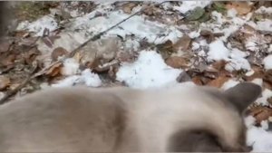 готовим еду на улице??