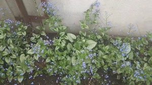 Брунера Silver Heart