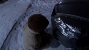 СВЕТ МЕЧТЫ НА SKODA OCTAVIA A5 РЕСТАЙЛИНГ | УСТАНОВКА ДВУХЧИПОВЫХ Bi-LED МОДУЛЕЙ