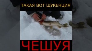 ЩУКА НА ЖЕРЛИЦУ