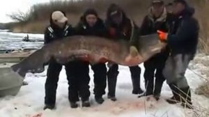 Сом 195 кг Рыбалка Самый большой пойманный на Волге