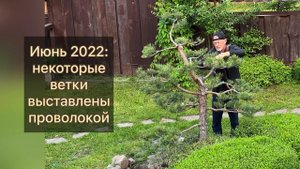 Сосна ниваки