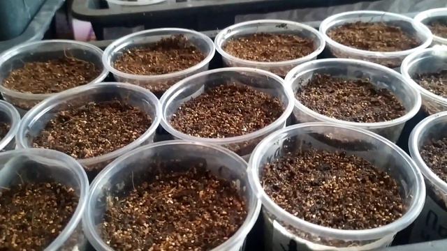 Начинаю посевной сезон 2024. смотреть онлайн