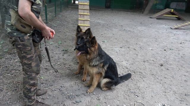 Алтай и Афина. Шикарные длинношерстные немецкие овчарки 6 месяцев. Одесса. Украина. смотреть онлайн