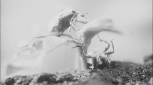 Химические Средства Защиты Сельскохозяйственных Растений скан 16 мм
