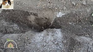 Что добавлять в лунку при посадке Томатов