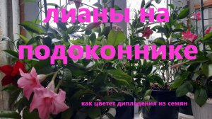 Лианы на подоконнике. Дипладения цветение и уход в ноябре. Как цветет дипладения из семян.