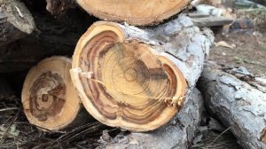 Спилил 20 летние яблони. Прививка на пень