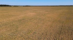 П_056_Соя_ Морден