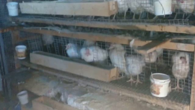 Куры несушки с птицефабрики Ломаны, расклёв смотреть онлайн