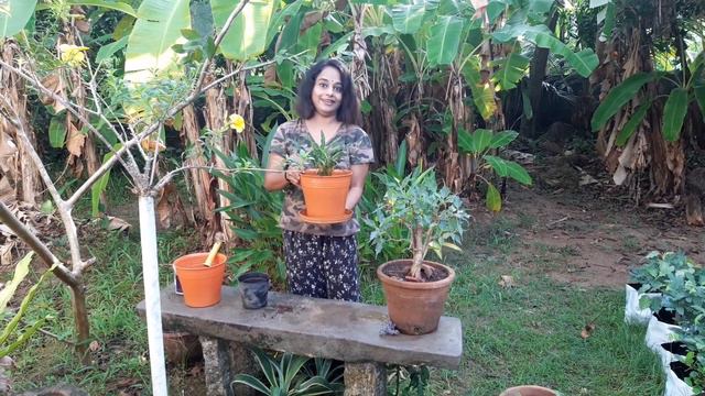 Expert plant care tips  for beginners/ in malayalam..
