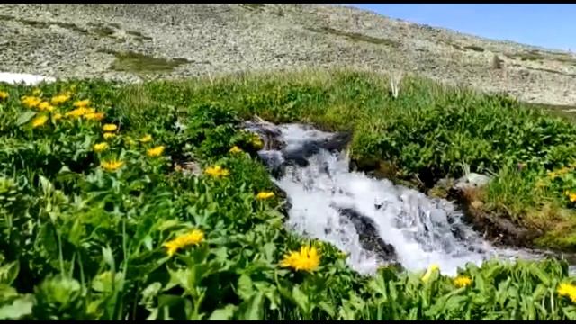 Горный ручеек * Горный ручей * Горная речка * Алтай * Живописная горная река.