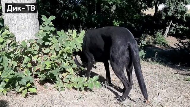 Дик-травоядный смотреть онлайн