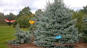 Ель колючая Фат Альберт (picea fat albert) ? Фат Альберт обзор: как сажать, саженцы ели Фат Альберт