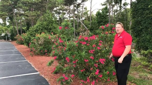 Oleander