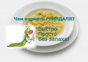 Чем кормить Гриндальского червя? Быстро | Просто | Без запаха