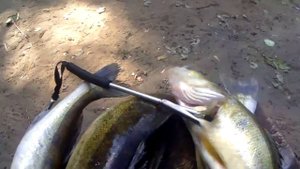 Подводная охота на Москва реке! Охота в Серебряном бору!