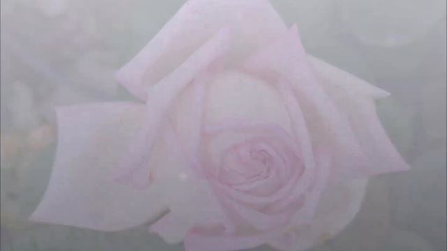 Обзор сорта розы Мириам - Амазин Грейс. Много реальных фото, нюансов, минусы, плюсы. Все как есть. смотреть онлайн