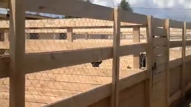 Приют для списанных служебных собак Гвардия
