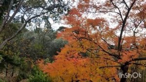 Крым . Никитский ботанический сад.Октябрь .2022 год .