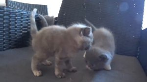 ЖИВЕМ В  ДОМЕ ?ЧЕРЕШНЯ БЕЗ КОСТОЧЕК? МАЛЫШАМ МЕСЯЦ