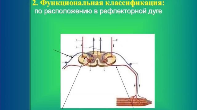 Нервная ткань. 3. Виды нейронов смотреть онлайн