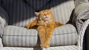 НОВЫЕ видео с кошками 2024 😅 Смешные коты − Смешные видео про котов😹 Часть 4