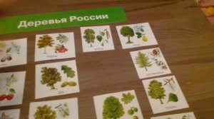 Окружающий мир с малышом. Деревья России. Логопед-дефектолог