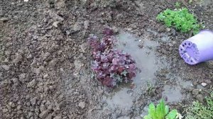 Оформление многоуровневой клумбы