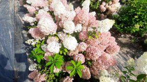 Гортензия метельчатая Бобо