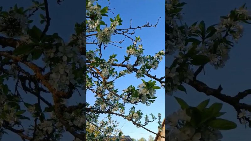 Нет ничего красивее цветущих садов. Пение птиц. Дачные будни.
