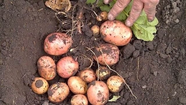 Купить Семенной Картофель Беллароза смотреть онлайн