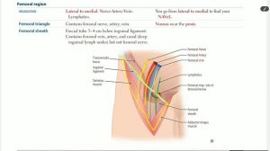 Up To Date - GIT anatomy (part 9) [femoral triangle]