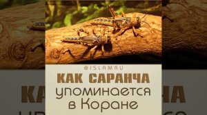 Как саранча упоминается в Коране