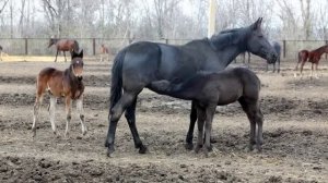 Кони ждут своих принцев. Запорожский конный завод.