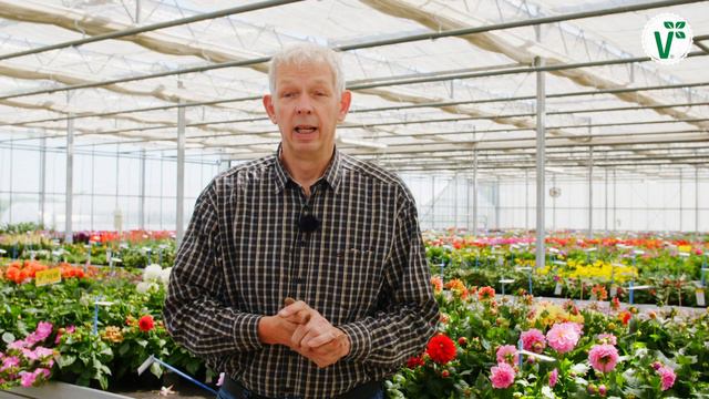 Wie kann man seinen Balkon möglichst farbenfroh gestalten? (Pflanzen-Trios) - Volkers Gartenwissen смотреть онлайн