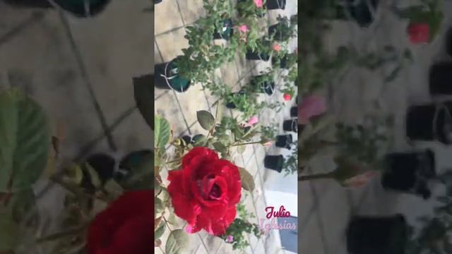 Julio Iglesias Rose (Meilland Roses) - Dedicated to Valentines Day 2022