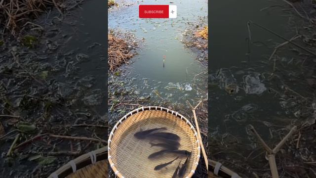 ПОЙМАЛ сразу ДВА #клев #рыбалка #поклевка смотреть онлайн